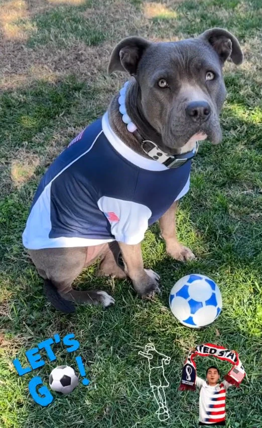 Parisian USA Dog Jersey